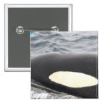 Orca Killer Whale Head - Oval buttons