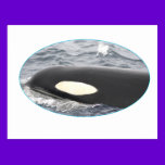 Orca Killer Whale Head - Oval postcards
