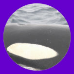 Orca Killer Whale Head - Oval stickers
