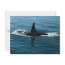 Orca Killer Whale invitations by Paintedlynx Orca Killer Whale invitations