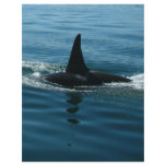 Orca Killer Whale Letterhead Template