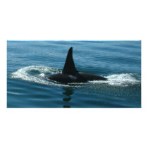 Orca Killer Whale photo cards