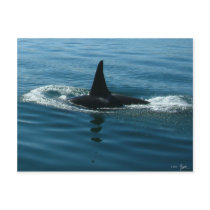 Orca Killer Whale postcards