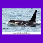 Orca Killer Whale Poster San Juan Island Large posters