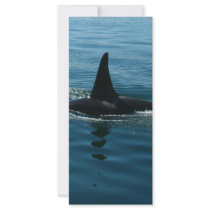 Orca Killer Whale rack cards by Paintedlynx Orca Killer Whale rack cards