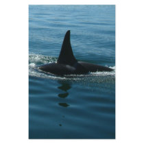 Orca Killer Whale stationery by Paintedlynx Orca Killer Whale stationery