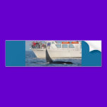 Orca Killer Whale -transient, washington bumper stickers