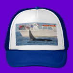 Orca Killer Whale -transient, washington hats