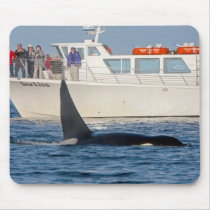 Orca Killer Whale -transient, washington Mousepad