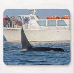 Orca Killer Whale -transient, washington mousepads
