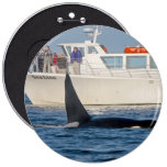 Orca Killer Whale -transient, washington buttons