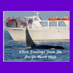 Orca Killer Whale -transient, washington postcards