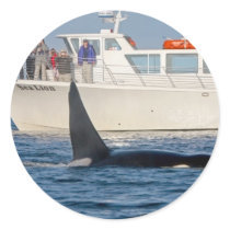 Orca Killer Whale -transient, washington Round Stickers