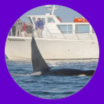 Orca Killer Whale -transient, washington stickers