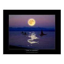 ORCA MOON Fantasy Art Poster posters