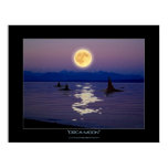 orca, orca orcinus, killer whales, dolphins,
