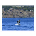 Orca of The San Juan Islands posters