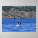 Orca of The San Juan Islands posters