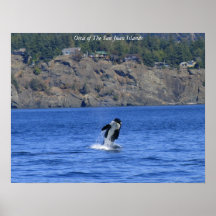 Orca of The San Juan Islands Posters