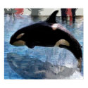 orca posters