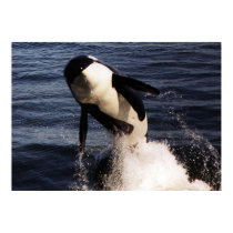 Orca posters by JudyKay7 Orca posters