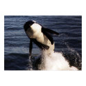 Orca posters