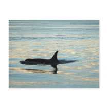 Orca Silhouette Postcard by OrcaWatcher Orca Silhouette Postcard