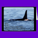 Orca;Southern Resident Killer Whale-L28 Orca cards