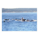 Orca Superpod Framed Print by savetheorcas Orca Superpod Framed Print