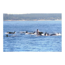 Orca Superpod Framed Print by savetheorcas Orca Superpod Framed Print