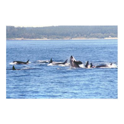 Orca Superpod Framed Print by savetheorcas