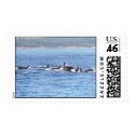 Orca Superpod Stamp by savetheorcas Orca Superpod Stamp