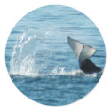Orca Tail Slap Stickers