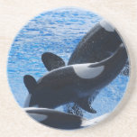 Orca Trio Coaster