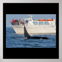 Orca Whale Being Watched Poster