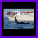 Orca Whale Being Watched Poster posters