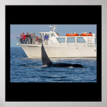 Orca Whale Being Watched Poster