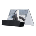 Orca whale breaching desk business card holder