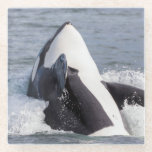 Orca whale breaching glass coaster