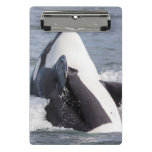 Orca whale breaching mini clipboard