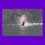 Orca Whale Breath Mist Poster posters