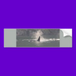 Orca Whale Breaths Out Mist in Whale Rich San Juan bumper stickers