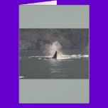 Orca Whale Breaths Out Mist in Whale Rich San Juan cards