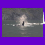 Orca Whale Breaths Out Mist in Whale Rich San Juan cards