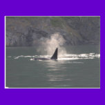 Orca Whale Breaths Out Mist in Whale Rich San Juan postcards