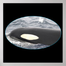 orca whale eye patch poster