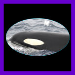 orca whale eye patch poster posters