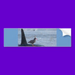 Orca Whale, Oyster Catcher Cascades Montage bumper stickers