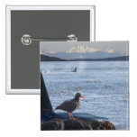 Orca Whale, Oyster Catcher Cascades Montage buttons