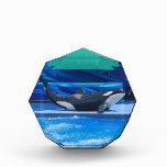 Orca Whale Showing Off Awards